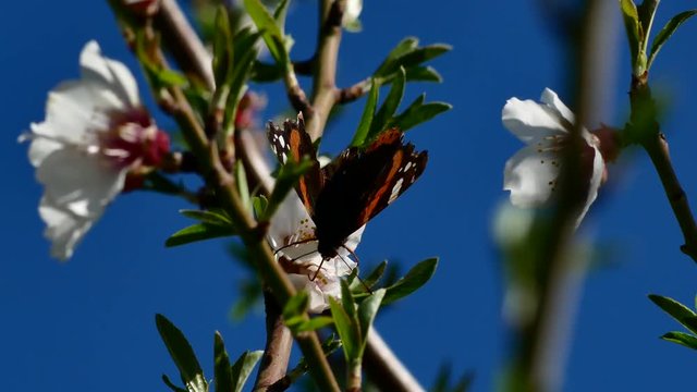 Sardinia Butterfly Vanessa Atalanta Red Admiral Red Admirable 4K Video