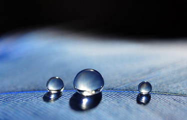 Beautiful large water dew drops on a blue feather close up. Nature background.