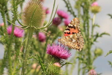 Distelfalter auf Blüte