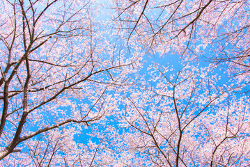 桜と青空