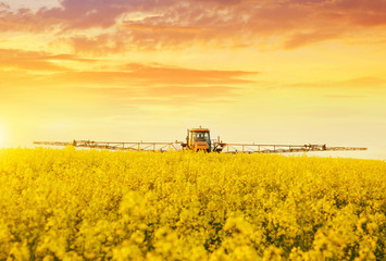 Tractor in spraying the oilseed rape farmland during spring blossom at sunset.