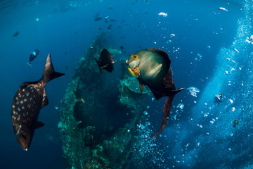 Fototapeta premium Underwater wild world with school of fish in blue ocean