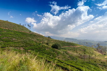 Obraz premium Tea plantation in up country near Nuwara Eliya, Sri Lanka. Beautiful landscape. Travel to Asia