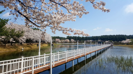 Cherry blossoms and the bridge of a lake