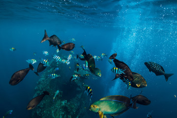 Fototapeta na wymiar Underwater wild world with school of fish in blue ocean