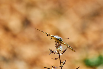 Butterfly on Flower