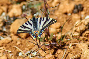 Iphiclides Podalirius Butterfly