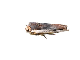 The red sword-grass moth Xylena vetusta isolated on white background