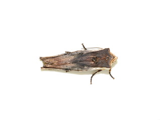 The red sword-grass moth Xylena vetusta isolated on white background