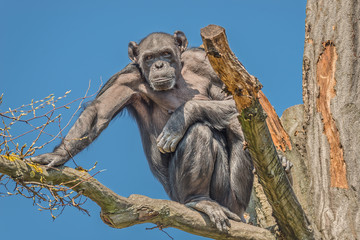 Portrait of watchful adult Chimpanzee sitting on a tree at blue sky