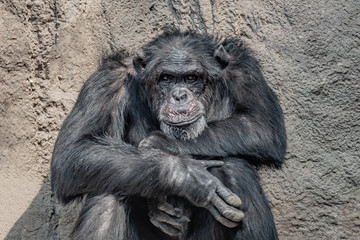 Portrait of depressed Chimpanzee at rocky background