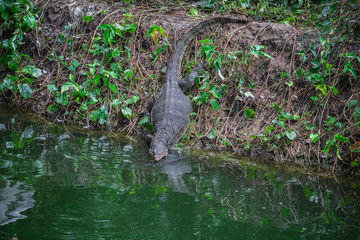 A Komodo dragon crawling to the river in Singapore zoo