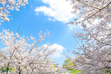 北九州中央公園の桜　北九州市