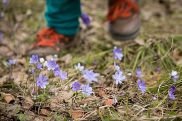 Naklejka premium Primroses in the forest on the background of the feet of the child. Beautiful snowdrops growing in the meadow. Wildflowers. The beginning of spring, thaw.