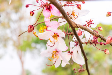 Cassia bakeriana Craib,