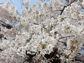 奈良公園　日本