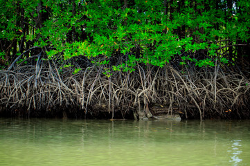 Trees and beautiful mangrove roots above the sea surface