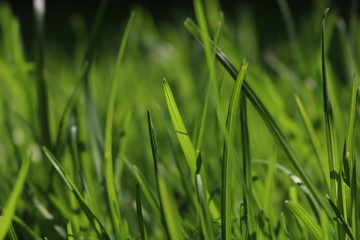 Close Up Of Fresh Grass  In The Early Morning