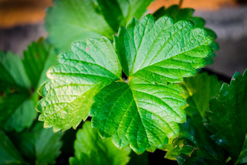 Green strawberry leaf