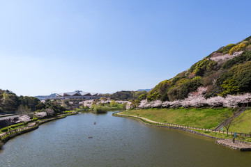 Fototapeta na wymiar 北九州中央公園の桜　北九州市
