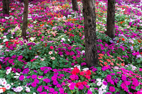 Colorful impatients flowers in the garden with trees background. Impatients flowers plant in the park