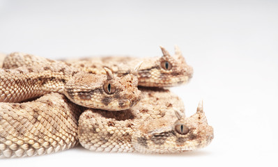Cerastes cerastes