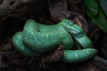 Atheris chlorechis