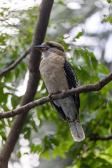 Kookaburra dans un parc de Sydney en Australie