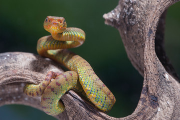Trimeresurus flavomaculatus