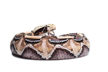 Bitis gabonica