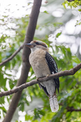 Kookaburra dans un parc de Sydney en Australie