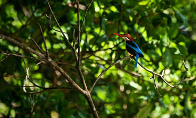 bird on a branch