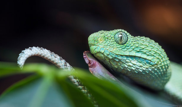 Atheris chlorechis