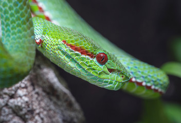 Trimeresurus popeiorum