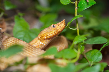 Porthidium lansbergii