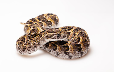 Bitis arietans