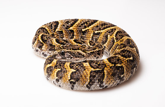 Bitis arietans