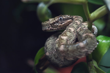 Bothriechis schlegelii