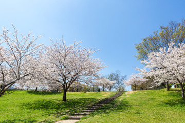 Fototapeta na wymiar 北九州中央公園の桜　北九州市