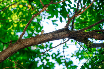 Stellaga stellio