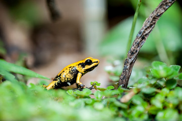 Poison dartfrog
