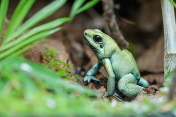 Poison dartfrog
