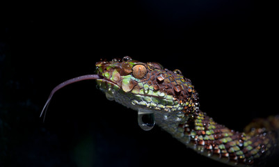 Fototapeta premium Trimeresurus venustus female