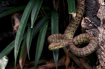 Trimeresurus venustus female