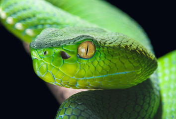 Trimeresurus vogeli female