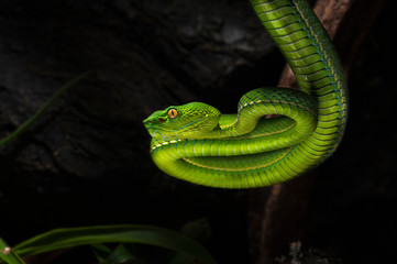 Trimeresurus vogeli female 
