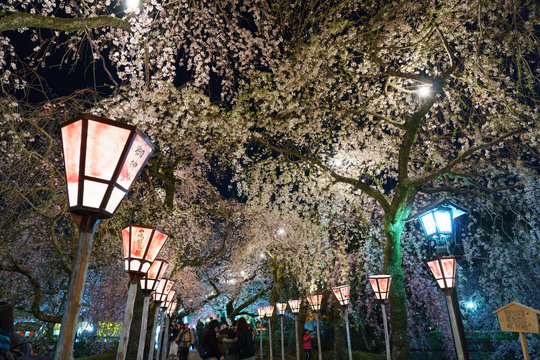 三嶋大社 夜桜 Mishima Taisha Night cherry blossom