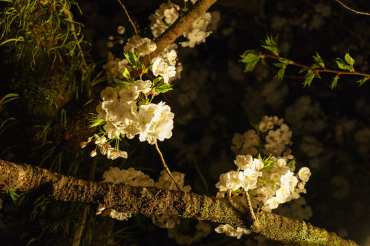 三嶋大社 夜桜 Mishima Taisha Night cherry blossom