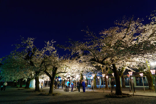 三嶋大社 夜桜 Mishima Taisha Night cherry blossom