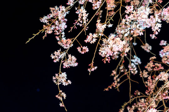 三嶋大社 夜桜 枝垂れ桜 Mishima Taisha Night cherry blossom